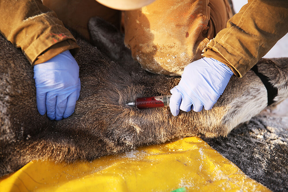 UW students took a blood sample from each doe after the collar